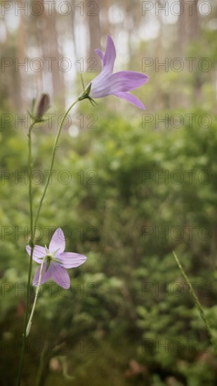 Two delicate purple flowers rise gracefully in a green, tree-rich forest, meadow bellflower (Campanula patula), Franconian Forest