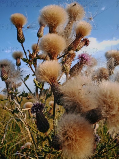 Thistles (carduus) with fluffy, seed-rich heads stand against a blue sky, Franconian Forest