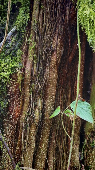 Close-up of intertwined tree roots covered by green moss, Franconian Forest, Germany