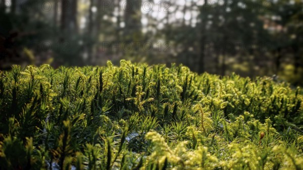 Green clusters of plants on the forest floor shine in soft spring light, Franconian Forest nature park Park