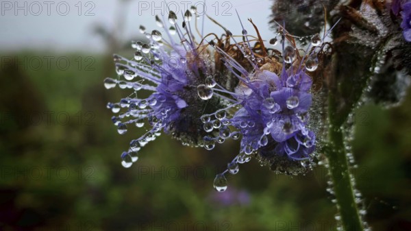Detailed photo of purple flowers with shimmering water droplets on the leaves, Phacelia (Phacelia tanacetifolia), Franconian Forest