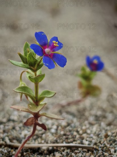 A small, bright blue flower grows between gravel and sand in a barren environment, field of Lysimachia foemina (Anagallis arvensis), Antalya, Turkey