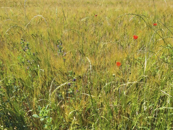 A wide field full of tall, yellow cereal plants with scattered red poppies (Papaver rhoeas), Upper Franconia