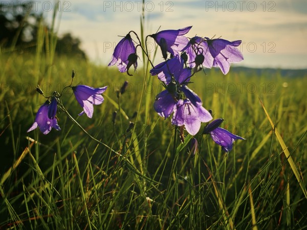 Purple campanula (campanula rotundifolia) on a lush, green meadow under a blue sky, Franconian Forest