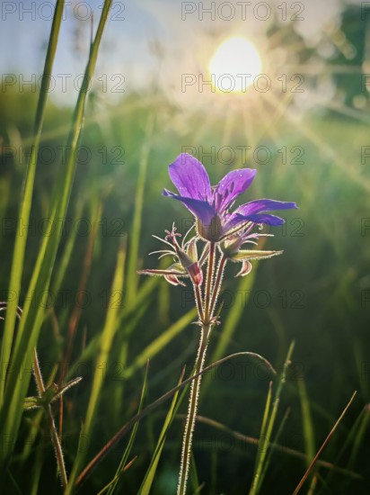 Purple flower in the tall grass in the light of the morning sun, cranesbill (geranium), Franconian Forest