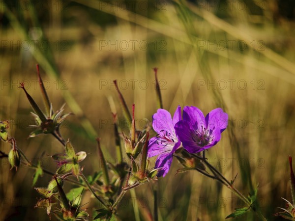 Purple flowers in the foreground with dried grass in the background, summer, idyll, cranesbill (geranium), Franconian Forest