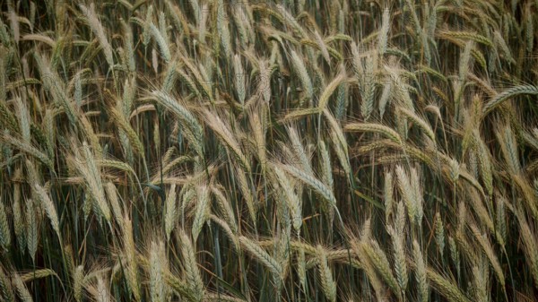 Dense cornfield full of ripe corn in shades of brown and green, Franconian Forest