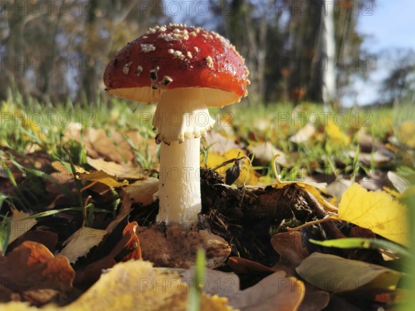 A fly agaric (amanita muscaria) growing on the ground between autumn leaves in a deciduous forest, Berlin