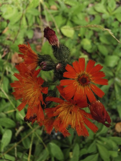 Orange flower with several flowers in a green foliage setting, orange hawkweed (hieracium aurantiacum), Franconian Forest nature park Park