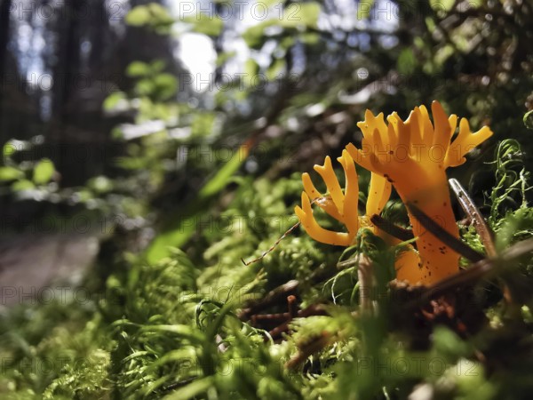 Bright yellow mushrooms in the moss-covered forest in bright sunlight, goat's beard (calocera viscosa), Franconian Forest nature park Park, Germany