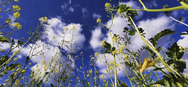 View from below of blooming plants against a blue sky with clouds, Frankenwald nature park Park