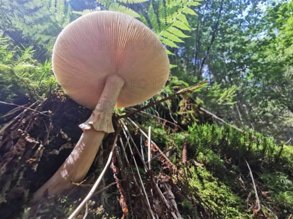 Large mushroom (fungi) on moss-covered ground in the forest under sunlight, Franconian Forest nature park Park
