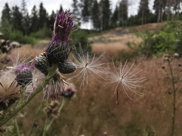 Thistle (carduus) with fine seed hairs in an open meadow and forest area on a summer's day, Frankenwald nature park Park