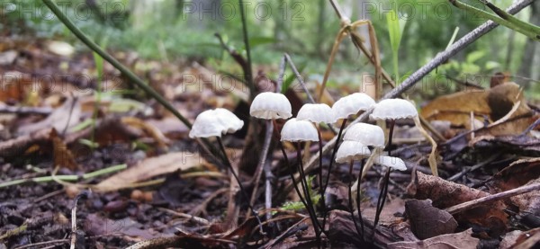 Small white mushrooms in an autumnal forest floor with leaves and twigs, Collared parachute (Collared parachute), Franconian Forest nature park Park, Germany