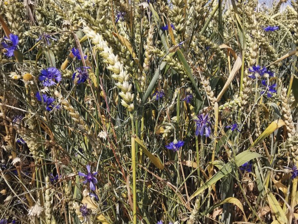 Dense cornfield decorated with bright blue cornflowers (Centaurea cyanus) on a summer's day, frankenwald