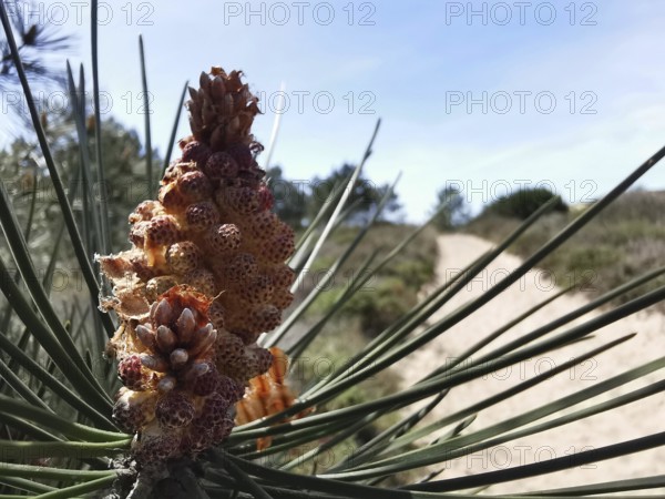 Close-up of a pine cone (pinus pinea) in front of a sandy path in a summer landscape, costa viacenta, Portugal