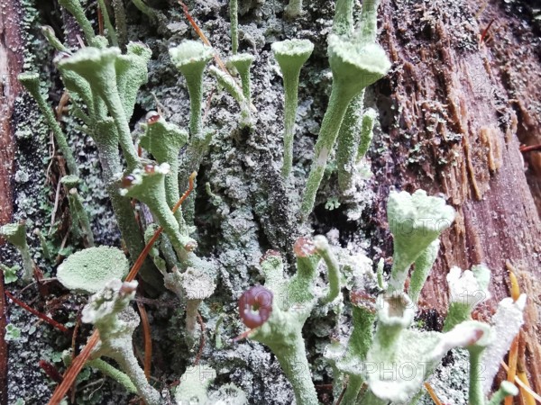 Green trumpet lichen (cladonia fimbriata) growing on a tree bark, surrounded by natural colours and structures, Franconian Forest nature park Park, Germany