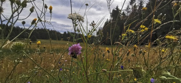 A variety of meadow flowers with a cloudy sky and the edge of the forest, Frankenwald