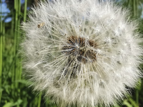 Close-up of a dandelion seed (taraxacum officinale) in front of a green background, nature in detail, Franconian Forest nature park Park, Germany