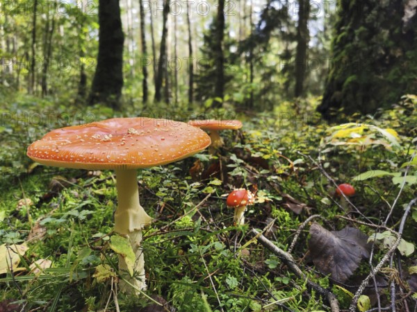 Fly agarics (amanita muscaria) standing in the dense green forest, surrounded by moss and foliage on the forest floor, Franconian Forest nature park Park, Germany