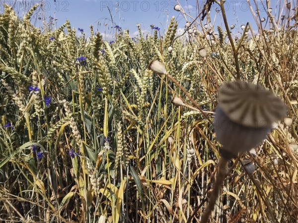 A lush wheat field (triticum) with scattered, blooming cornflowers (Centaurea cyanus) under a summer sky, Franconian Forest
