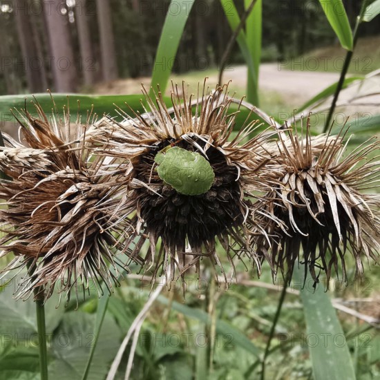 Withered flower heads of a burdock (arctium) with a small green stink bug (palomena prasina), surrounded by forest, Franconian Forest nature park Park