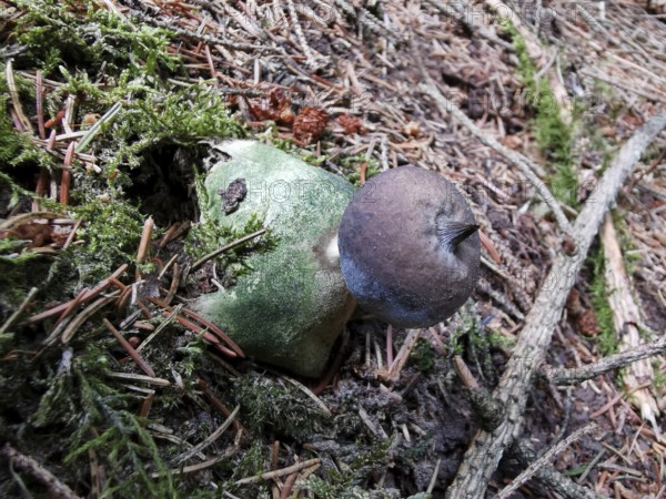 Mushroom on mossy forest floor with fallen needles, Erdstern (Geastrum triplex), Franconian Forest nature park Park, Germany