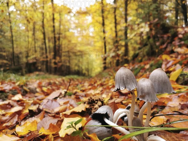 Small mushrooms sprout from a forest floor covered with colourful autumn leaves next to a forest path, mica tintling (Coprinellus micaceus), Franconian Forest nature park Park