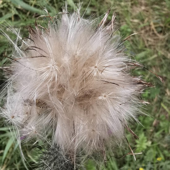 Fluffy, pastel-coloured seeds of a plant in nature, thistle (cirisium arvense), Franconian Forest nature park Park, Germany