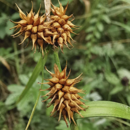 Dry, brown seed capsules on green stems in a field, Morgenstern sedge (carex hystericina), Franconian Forest nature park Park, Germany