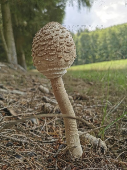 A large mushroom with a long stalk growing in the forest near the edge of a green field, giant umbrella mushroom (macrolepiota procera), Franconian Forest nature park Park, Germany