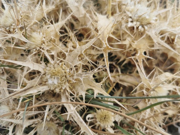 Dry and prickly plants with beige colours in nature, field manstraw (Eryngium camprestre), Morocco