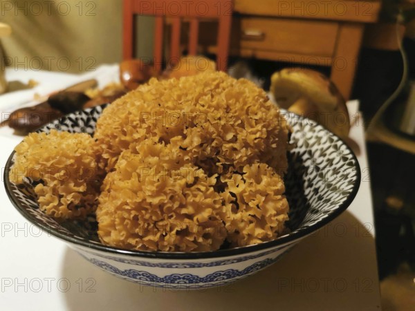 Mushrooms in a bowl on a laid table in a cosy atmosphere, Wood Cauliflower fungus (sparassis crispa), Franconian Forest