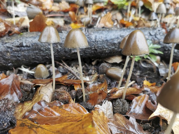 Small mushrooms on the ground between wet leaves in autumn forest, leathery-brown fibre fungus (psathyrella conopilus), Franconian Forest nature park Park