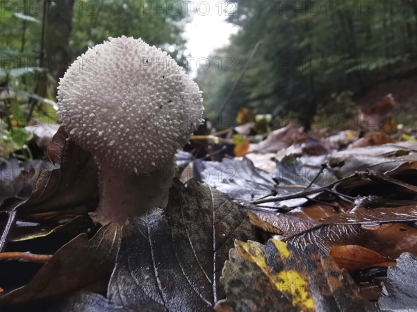 A single mushroom on moist forest soil with fallen leaves, bottle mushroom (lycoperdon perlatum), Franconian Forest