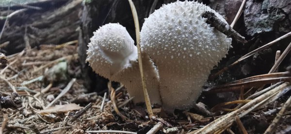 White, spiny mushrooms on the forest floor in a natural environment, bottle mushroom (Lycoperdon perlatum), Franconian Forest nature park Park