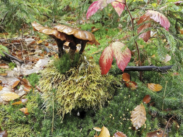 A dark mushroom (fungi) grows on moss-covered ground with colourful leaves, Franconian Forest nature park Park
