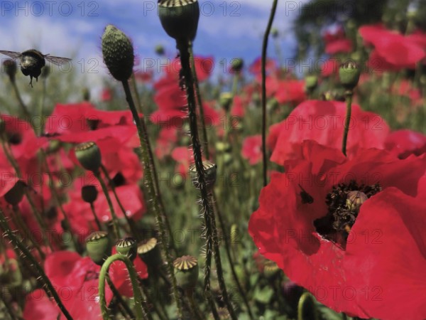 Bumblebee (Bombus) buzzing over red poppy field (papaver) under blue sky, Thuringian Forest National Park, Germany