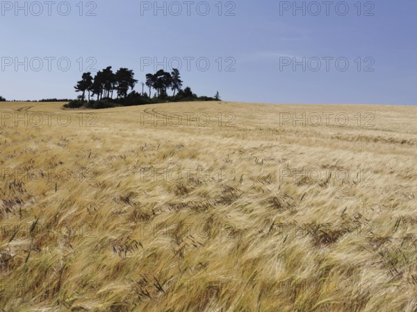 Wide golden cornfield with a group of trees on the horizon, Thuringian Forest nature park Park, Germany