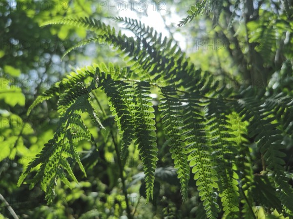 Close-up of fern leaves (far) in the forest with sunlight shining through, Thuringian Forest nature park Park, Germany