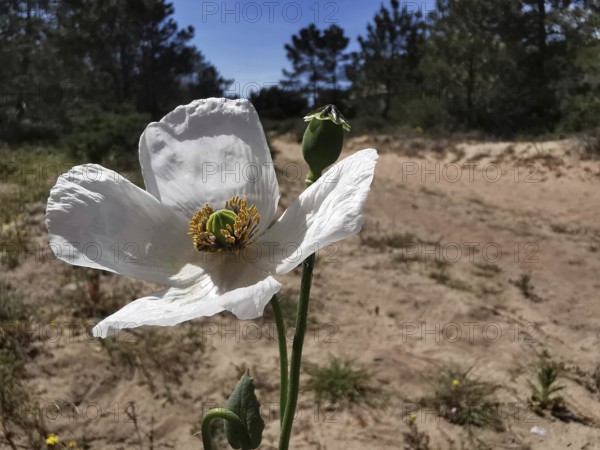 White poppy (papaver somniferum) in blooming splendour in front of a sandy path amidst trees, costa viacenta, Portugal