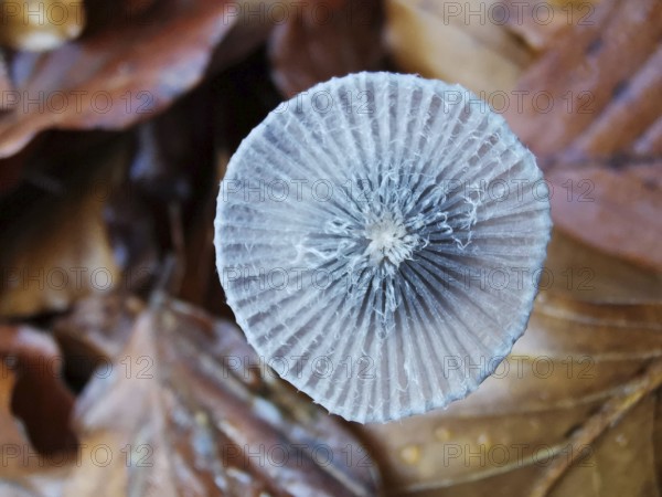 Close-up of a mushroom cap showing patterns and details of the surface structure (mycena interrupta), Franconian Forest, Germany