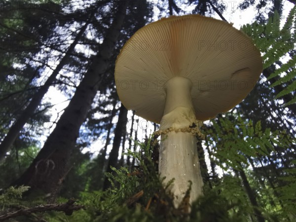 Large mushroom (fungi) in the forest, surrounded by tall trees and moss, from bottom to top, perspective, Franconian Forest nature park Park