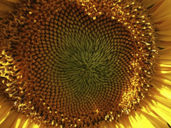 Close-up of the centre of a sunflower (helianthus annuus) with concentric patterns, Franconian Forest nature park Park, Germany