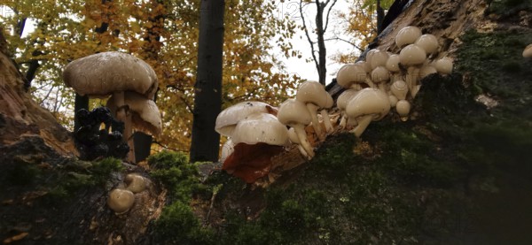 Several mushrooms growing on a moss-covered tree trunk in autumn forest, oyster mushrooms (pleurotus ostreatus), Franconian Forest