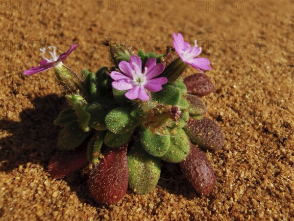 Small plant with pink flowers grows on sandy ground in the desert environment, Jagel's carnation (Silene jagelii), costa viacenta, Portugal