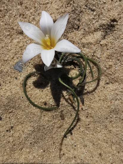 White flower with yellow centre blooms on a sandy background, mock crocus (Romulea bulbocodium), costa viacenta, Portugal