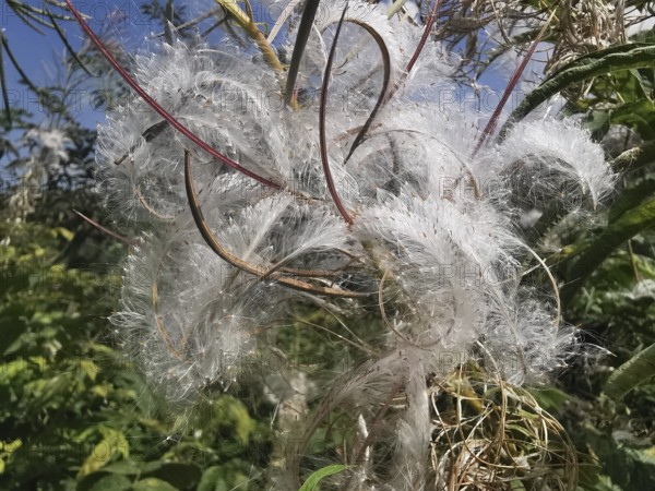 White, feathery seed heads of a plant in the open, blooming sally (epilobium angustifolium), High Tatras, Poland