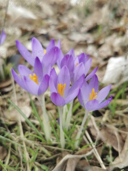 Purple crocuses (crocus vernus) blooming in a meadow in early spring, Upper Franconia, Germany