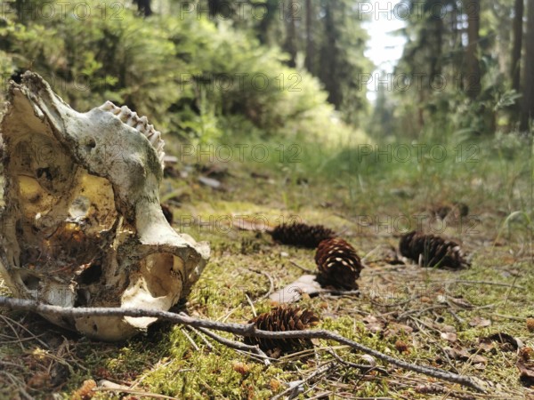 A skull lies next to pine cones on a moss-covered forest path
